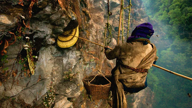 Honey Hunting in Tembahara Cliff of Dhading