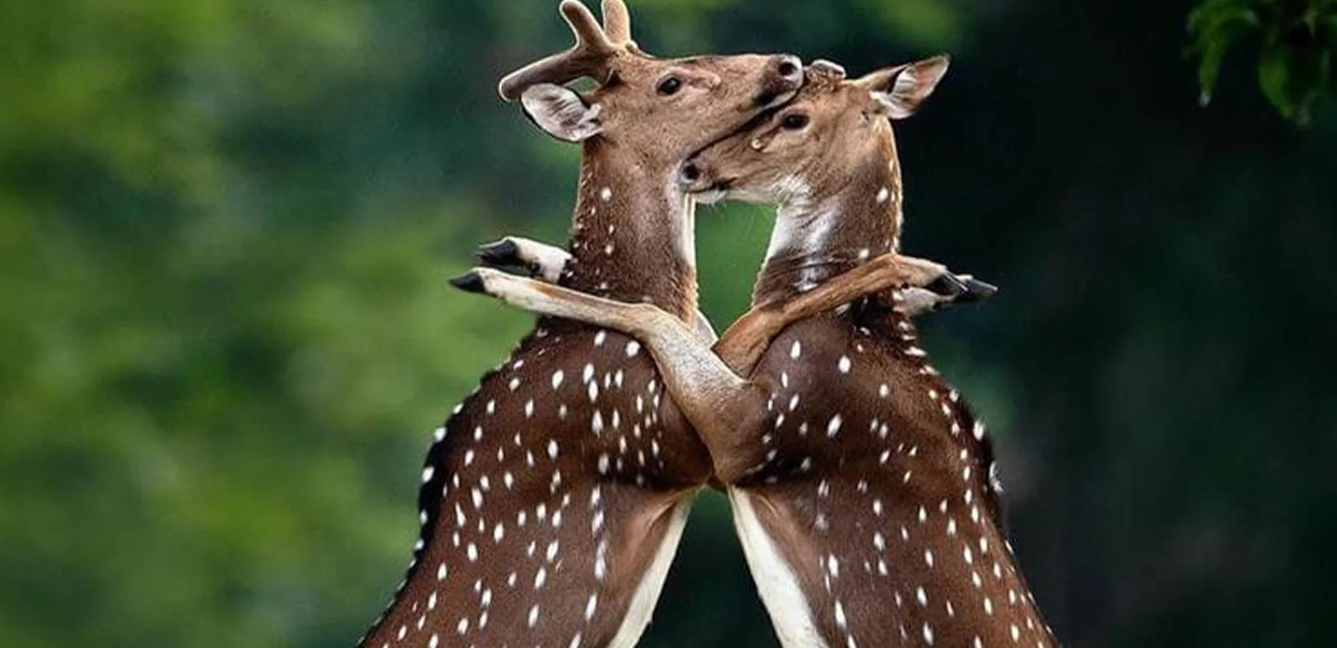 Chitwan national park tour 3 days