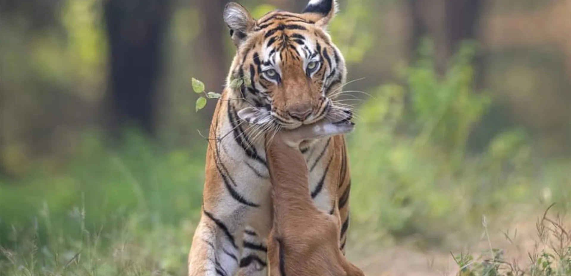 Chitwan national park tours