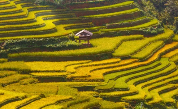 Background Image of Rice Terrace Trip in Nepal