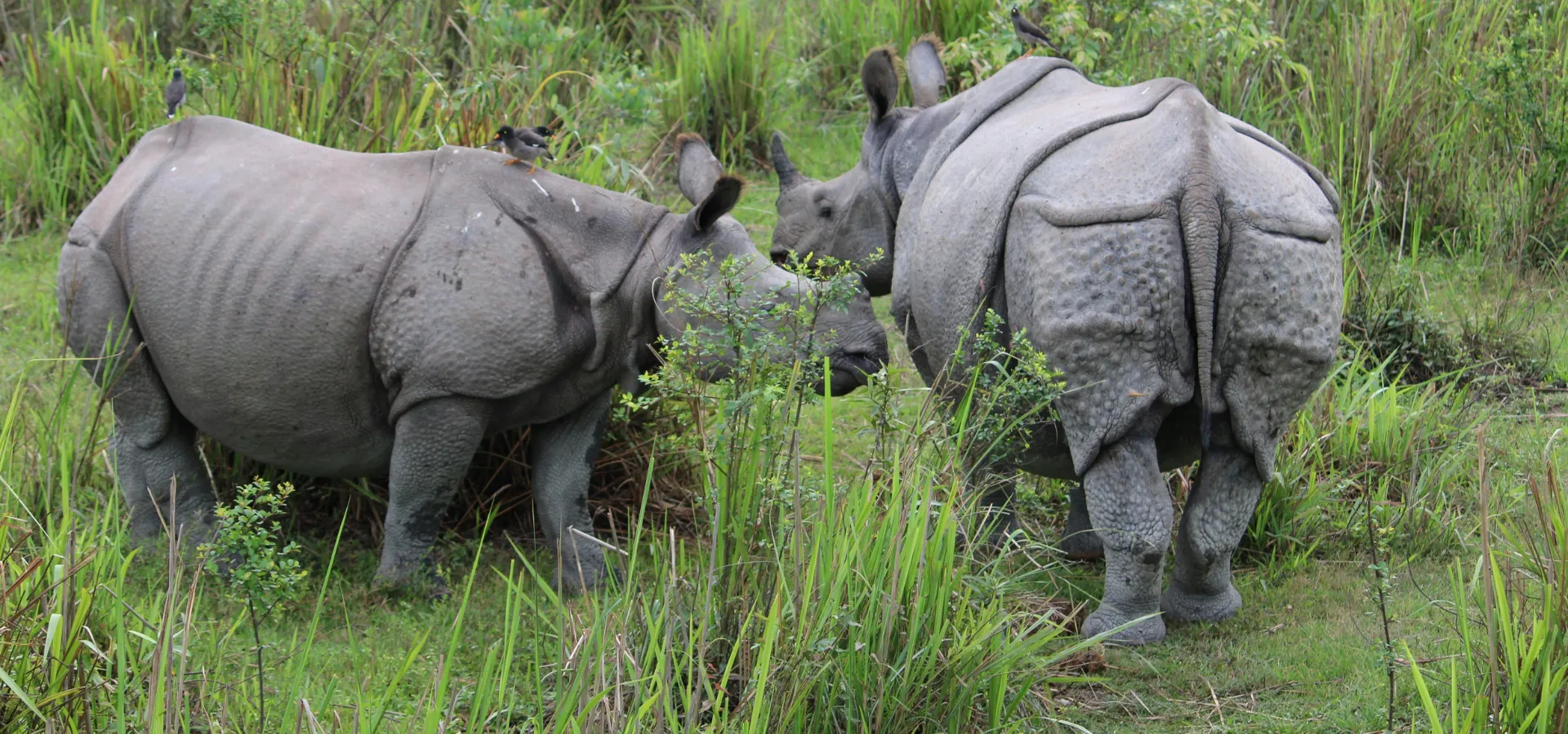 Chitwan National Park
