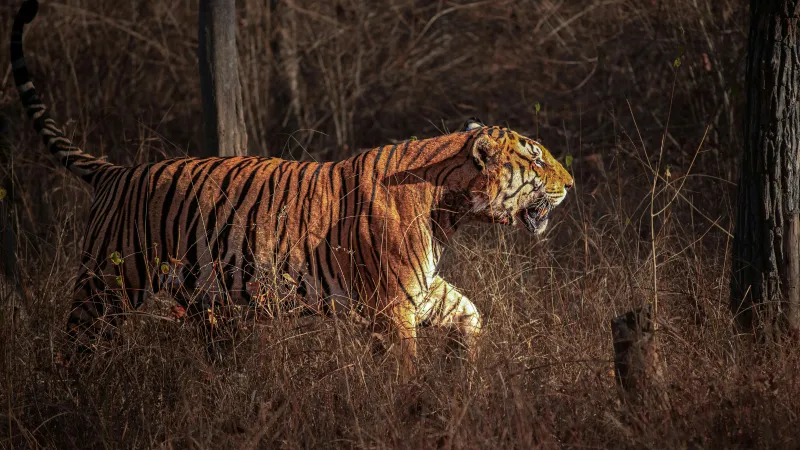 Chitwan Jungle Safari Tour