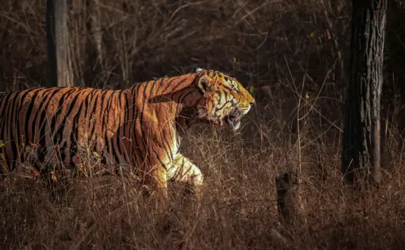 Background Image of Chitwan Jungle Safari