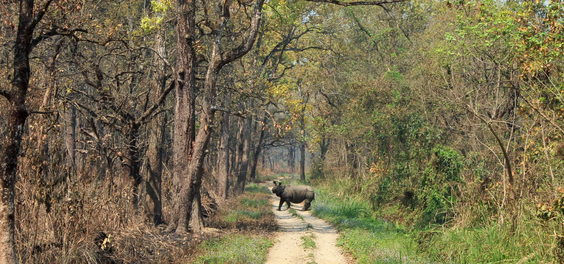 Chitwan Jungle Safari